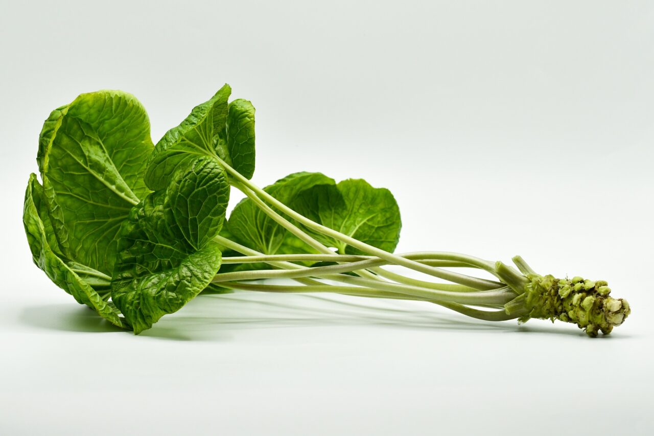 Im Burgenland wird bei PhytonIQ Wasabi gezüchtet.